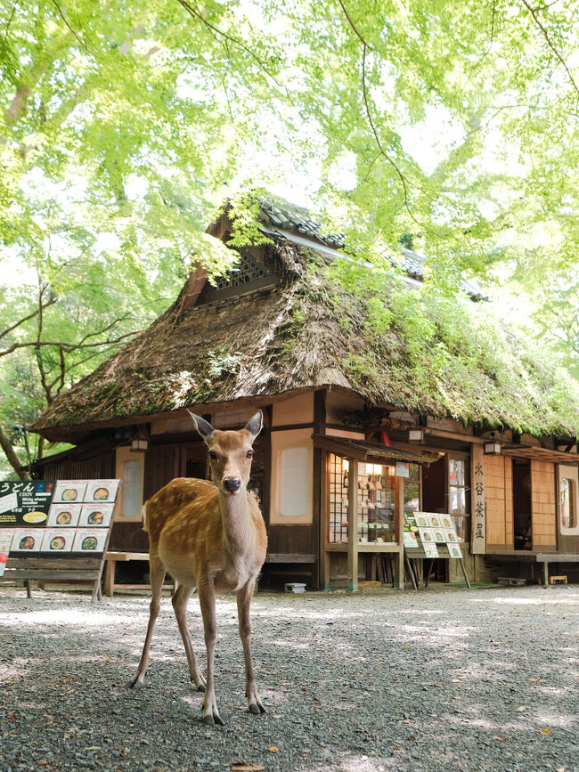 仕事の関係で奈良へ。<br />移動日は時間があったため、今回は学生時代以来の奈良公園と春日大社。<br />そして1番興味があった畝傍(うねび)駅から歩いてすぐ今井町1丁目の古い街並み。<br />この街並みはタイムスリップしたように素敵な空間。<br />カフェ「うのまち珈琲店」もまたお洒落なカフェでまた行きたい場所になった。<br /><br />ホテルがある近鉄奈良駅に戻ると春日大社でお祭りをやっていたので少し雰囲気を味わいホテルへ戻った。