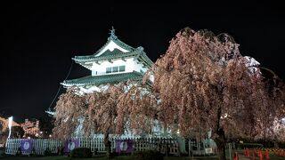 【2023JGC修行】私は青森で花見をする。弘前城で、岩木山麓で、芦野公園で、浪岡城址で