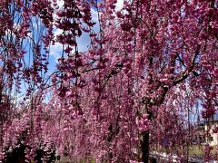 福島・みちのく桜絶景ツアー