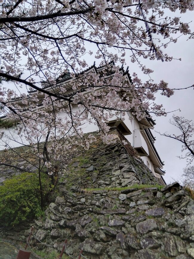 　紀ノ川市からたま電車に乗車し、車窓から田園風景と桜を愛でた後、和歌山城でお花見。黒潮市場でお買い物と食事を楽しんだワンデイトリップの記録です!