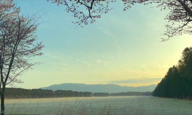 いつもはGW辺りがどこもちょうど見頃だったのに<br />今年の桜は早い<br />晴れてないと絵にならないしそれじゃなくても毎日寒い<br />予報は平日ほど晴れるときたもんだ<br />早く起きれたら出掛けよう<br /><br />早朝の冷え込んだ中で見た景色はすごく幻想的で<br />桜は満開じゃなかったけどこれはこれでよかった<br /><br />そしていつだって馬がいてくれるのが最高