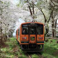 桜の中を走る津軽鉄道と芦野公園の桜・開花の早すぎる桜に間に合うの？2023.4秋田・青森・函館ひとり旅5泊6日⑤３日目午後