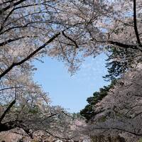 弘前城の桜は間に合いました~開花の早すぎる桜に間に合うの？2023.4秋田・青森・函館ひとり旅5泊6日⑦4日目　　　　　　　　　　　