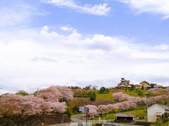 天水の桜と山田の藤