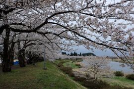 角館・桧木内川の桜に間に合った~開花の早すぎる桜に間に合うのか？2023.4秋田・青森・函館ひとり旅5泊6日①1日目