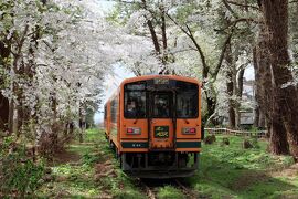 桜の中を走る津軽鉄道と芦野公園の桜・開花の早すぎる桜に間に合うの？2023.4秋田・青森・函館ひとり旅5泊6日⑤３日目午後