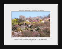 ◆春らんまん～福島の桃源郷・花見山&#127800;ハクモクレンの丘～花見山公園編