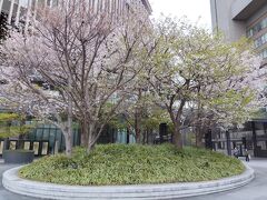 なにわ街歩きとお花見