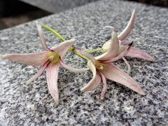 初めて見る薁（ムベ）の花と　棹飛びの伊崎寺　宿泊はお馴染みの休暇村近江八幡