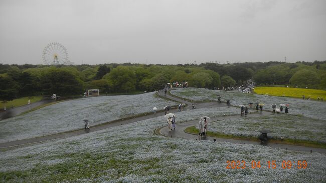 写真は4月15日（土）丘全体が小雨に濡れたネモフィラの<br />淡い水色に染まる国営ひたち海浜公園です。<br /><br />3月に入り4年ぶりにコロナ感染が収束の兆しを<br />見せ始めました。<br />今回の旅では桜前線を追いかける旅を考えてみました。<br />計画を立てた当初は4月25日ごろに旅を始める予定だった<br />のですが<br />今年の桜の開花は暖冬の為か観測史上最速の開花宣言で<br />スタートし始めました。<br />急遽、計画を前倒しで練り直して、<br />ホテルの予約のキャンセル、再予約、移動手段の再調整と<br />大わらわの旅立ちとなりました。<br />計画を練り直している最中も訪問予定地では<br />開花宣言がどんどん発表されて行きます。<br />思い切って1週間程度前倒しして計画を立てていたのですが<br />桜前線が毎日報道される度に私たちの計画を<br />実際の桜前線は軽やかに通り過ぎて行きました。<br />当初は旅の最終到達地を弘前城のライトアップされた夜桜<br />にしていたのですが<br />思い切ってフェリーで津軽海峡を渡って函館の五稜郭の満開の桜を<br />最終地として旅の計画を練り直することになりました。<br />相手が元気な生きた桜ですので旅の最後では<br />「花の命は短くて、悲しきことのみ多かりき」<br />（林芙美子さんの好きな言葉）という結果になるかもしれません。<br />まさに「方寸（こころ）を桜前線に責める」（奥の細道の「象潟」<br />の文書を一部変更して引用）<br />という気持ちで旅をスタートいたしました。<br />以下のブログで“花追い旅の10日間（2023年4月15日～24日）<br />の旅の顛末を報告したいと思います。<br />今回の旅では桜の花だけではなくネモフィラや藤花、菜の花、<br />チューリップ、ポピー、椿、さつき等<br />の様々な春の花々を追いかける旅となりました。<br />私たちの周りでは春の花の真っ盛りが既に始まっていたのです。<br /><br />＜今回の旅の計画＞<br />2023年04月15日（土）東横イン北上駅新幹線口 <br />07:52発　柏ＪＲ特急ときわ51号　全席指定・勝田行<br />08:54到着　勝田<br /><br />国営ひたち海浜公園入園券付　<br />勝田駅-海浜公園1日フリーきっぷ 季節料金期間用 <br />シルバー1,250円　バス代往復800円込みで現金のみ合計1,250円<br />2023年4月15日　ネモフィラ満開<br />11：47発　勝田　ＪＲ特急ときわ　品川行<br />友部ＪＲ水戸線　小山行<br />小山からＪＲ新幹線やまびこ　仙台行<br />宇都宮から　ＪＲ新幹線やまびこ　盛岡行<br />16:31着　北上　さくら祭り　ライトアップ18時～21時<br /><br />2023年04月16日（日）東横INN秋田駅前<br />08:58発　北上　ＪＲ新幹線やまびこ51号　盛岡行<br />09:17着09:46発　盛岡　ＪＲ新幹線　こまち　秋田行　<br />10:39着　角館<br />14:22発　角館　ＪＲ新幹線　こまち・秋田行　13号車自由席<br />15:04着　秋田　秋田千秋公園１８時からライトアップ<br /><br />４月１7日（月）　東横INN弘前駅前<br />09:44発　秋田　ＪＲ奥羽本線・大館行発 　10:16着　八郎潟<br />又は10:55発　秋田　ＪＲ奥羽本線・東能代行発　11:29着八郎潟<br /><br />バス　駅前発バス11：55　⇒大潟富士12：04着　道の駅着　12：17<br />バスに乗車せずに弘前に行った。<br />八郎潟発16：15つがる5号18:30新青森着<br />実際は1本前のつがるへの指定席の変更は乗車券販売機で変更できた。<br /><br />2023年4月18日（火） アートホテル弘前シティ　<br />私鉄の「中央弘前駅」or私鉄の「弘前駅」にて<br />「乗車証明書」提示で<br />『共通入園券』が無料でもらえた。<br />降りたところのマシーンで自分で『共通入園券』を<br />引いてもらった。<br />改札が同じ場所だが駅員が見ているので入ってすぐはもらえず。<br />弘前城本丸１７時迄・北の郭、弘前城植物園17時までと藤田記念庭園の<br />1日入園券　大人 520円<br />『共通入園券』無料チケットは当日限りで時間がなくて藤田記念庭園<br />は入場せず。<br /><br />2023年4月19日（水）東横INN弘前駅前　ペットボトルの水サービス<br />18日と１9日弘前観光　スマホのみで購入できる津軽フリーパス<br />スマホで2日間購入済みで１か月の間の2日使用期間。<br />スマホですぐ出せなくて苦労した。<br />「TOHOKU MaaS」で電子チケットとして販売。大人 2,460 円<br /><br />2023年04月20日（木）東横INN新青森駅東口<br />　　　　　　　　　　　青森周辺の桜を観光　<br /><br />2023年4月21日(金)東横INN青森駅前から東横INN函館大門に<br />前日に変更した。<br />https://www6.kaiho.mlit.go.jp/01kanku/<br />hakodate/keihou_kaijou.html<br />--津軽海峡 地方海上予報　函館海上保安部<br />波が高かったらどうしようか<br />　　　<br />函館にフェリーで移動し観光する。<br />津軽海峡フェリー9000トン級は乗船日の5日前までの予約<br />及び事前決済が可能であること<br />海割ウォーク　2,780円が大人2,380円<br />2日前にスマホでクレカで購入して200円引きだった。2,580円<br /><br />ねぶたん号バス青森駅西口②番乗り場　駅出て目の前　<br />駅を出たところにトイレもあり<br />9:00発　満員に近い　300円　スイカ使用可能<br />津軽海峡フェリーターミナル9:11着<br /><br />11便　ブルールミナス	10:00出港	函館13:40着<br />函館のフェリー発　バス14:10発　14:30着途中のバス停<br />14:35途中のバス停	14:40函館駅　350円くらい　<br />きれいな大型バスは時間通りに発車　10人くらいしか乗車せず。<br />待てない人はタクシーを利用していた。駅まで2,000円以内との事。<br /><br />2023年04月22日（土）東横INN函館駅前大門　　2泊目<br /><br />04月23日（日）東横INN　東横INN函館駅前朝市<br />駅から4番バス停　函館登山バス始発17：30　30分毎　<br />帰りは山頂18：10発に乗車した。ドライバーは<br />30分毎だが大渋滞で昨夜の最後のバスなどは取り消しとのこと。<br />ロープウェーで帰って下さいとのことでした。<br />ICカード利用可で片道500円　バスや市電の乗り放題チケットは<br />スマホのみで購入、使用できる。<br />市電乗り放題チケットだけは紙のチケット。<br /><br />2023年04月24日（月）　東横INN小山駅東口2はキャンセルした。<br />07:00　函館ＪＲ快速はこだてライナー・<br />　　　　新函館北斗行 2駅　4両くらい<br />07:19着07:38発　新函館北斗　新幹線はやぶさ14号・東京行6駅指定席<br />09:41着10:08発　盛岡　ＪＲ新幹線やまびこ56号・東京行<br />12:34着12:55発　宇都宮　ＪＲ湘南新宿ライン・逗子行 5駅 <br />13:21着　小山　　<br />１4：02発　小山　ＪＲ両毛線・高崎行7駅594円<br />14:37着　あしかがフラワーパーク<br />両毛線・高崎行ホームに行く途中の無人の観光案内の部屋で<br />パンフレットがあり<br />100円引き券が下の隅にあった。5名迄使用できる。<br />西口は駅から3分くらいと近い。<br />入園チケットを100円引きの2,000円で購入した。<br />購入は15時くらいだったがあまり混まずに購入できた。<br />入園チケットは200円割引きチケットが下に印刷され<br />3名迄利用可能で翌日から10月末利用可能。<br />あしかがフラワーパーク　17：30から夜間入園200円しか違わない<br />18時からライトアップ。<br />セブンかローソンで購入すると200円引きくらい、<br />手数料はかかるかもしれません。<br /><br />参考<br />青函フェリーは3000トン級でWEB予約　<br />乗船日2日前の23：59までネットで購入すると<br />2023年のはやぶさⅡ就航記念で1700円　9便14：35出港<br />函館18：25着　はやぶさⅡ　<br />青函フェリーに乗船した人のみ専用の予約タクシー1,000円位で<br />函館駅等まで行ける。<br />