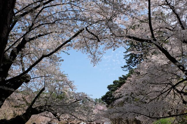 男鹿半島のなまはげ・東北・北海道の桜を観てみたかったのです。<br />念願かなって今年は行けそう・・なのですが・・<br />例年以上に桜の開花が早い。<br />開花情報をチェックしてると開花がどんどん早くなる。<br />当初の予定より一週間前倒しで、急遽 秋田～青森～函館を廻ってみた　<br />ひとり旅記録です。<br /><br />メジャーな観光地は訪日外国人の方々、元通りのレベルに戻って来てました。<br />それでもまだ、中国本土の方はいないらしいので・・これから先はマイナー所を旅するのが良いかな・・と思うけど<br />　　<br />政府が訪日観光客を全国に分散してもらう策提案してますよね・・ホテル代は急騰してるし・・今後の旅は・・頭使わなきゃですっ。<br /><br />1日目・・秋田空港～秋田駅～角館～秋田駅　ホテルメトロポリタン秋田泊　　　　　　　　　　　　　　　　　　　　　　　　　　　　　　　　　　　　　　　　　　　　　　　　　　　　　　　　　<br />2日目・・レンタカーで男鹿半島菜の花と桜ロード・なまはげ館・ゴジラ岩<br />3日目・・リゾートしらかみで秋田～五所川原　津軽鉄道で芦野公園の桜　ホテルサンルート五所川原泊　　　<br />4日目・・弘前のアップルパイと弘前城の桜・弘南鉄道　弘前パークホテル泊　　　　　　　　　　　　　　　　　　<br />5日目・・新幹線で函館・五稜郭の満開の桜・六花亭　湯の川温泉　花びしホテル泊　　　　　　　　　　　　　　　　<br />6日目・・函館を散策～函館空港～帰路<br />　　　　　　　　　　　　　　　　　　　<br />