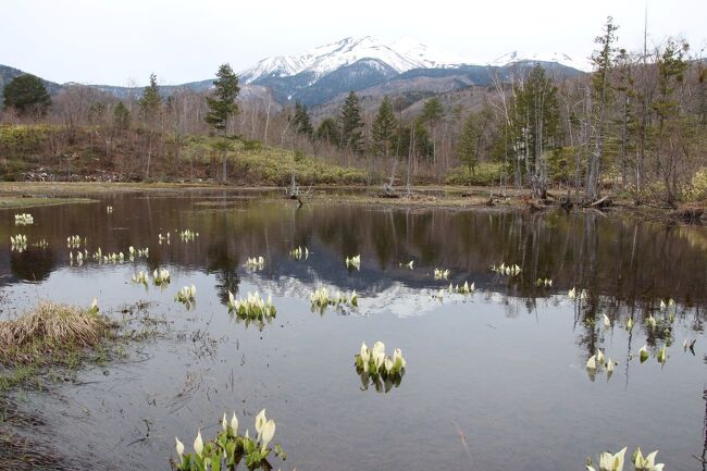 乗鞍高原の水芭蕉が、咲きだしたようなので出かけてきました。<br />朝７時前に自宅をスタートして首都高、中央道と乗り継ぎ、乗鞍高原の観光センター駐車場には１１時半に到着となりました。<br />観光センターで昼食をとった後は、牛留池、どじょう池、まいめの池とまわり、水芭蕉を見学した後、塩尻の健康ランドで宿泊しました。<br />翌日は、健康ランドからどこへも寄らずに自宅へ直帰しました。<br />