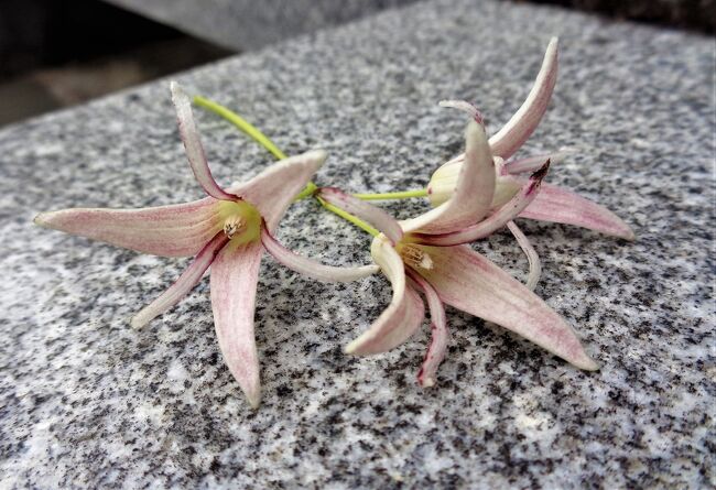 この年齢になって（アラカン）、生まれて初めて薁（ムベ）の花を見た。アケビに似た実がなるのだが、それもまだ見たことはない。秋になったらムベの実を食べて天智天皇のように「むべなるかな」とつぶやき、元気に長生きしたいものだわ。(*´艸`)<br /><br />ムべの名前の由来<br />天智天皇が蒲生野（現在の滋賀県東近江市）へ狩りに行き、そこで8人の男子をもつ元気な老夫婦と出会った。長寿の秘訣を尋ねたところ、その老夫婦は「この地で取れる無病長寿の果実を毎年食べています」と答え、ムベの実を手渡した。それを食べた天智天皇が「むべなるかな」と言った。「むべなるかな」とは、「本当にそうだなぁ」という意味。そしてそのムベという言葉が、果物の名前になった。この後、ムベは朝廷に毎年献上されることとなる。<br /><br />伊崎寺の棹飛びは、水面から数メートルの高さに突き出した棹の突端から、琵琶湖へと飛び降りる雄壮な行事。テレビではよく見るものの、そのお寺を訪ねたことはなかった。<br /><br />見に行くついでにどこかに泊ろうかという事になり、急遽近江八幡の休暇村に予約を入れたのが12日前だった。その2日後に予算に達したという事で、ステイナビでの滋賀県旅行支援が打ち切りとなった。ギリギリセーフ！<br /><br />