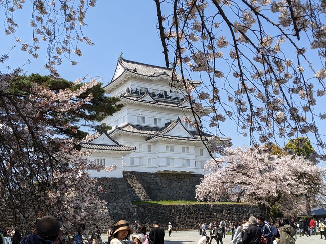 前から泊まってみたかったエクシブ箱根離宮。<br />縁あって行ってきました(*^-^*) 素敵でした!<br /><br />地元の桜は散ってしまったけれど、箱根の桜の名所・宮城野はちょうど見頃でした。<br />お花見をしてから箱根神社へ。ここにお参りすると我が家はご利益があるのです!!<br />実は今回も!!ありがたや~商売繁盛!!<br /><br />二日目は小田原城へ。ここも桜が満開でした。