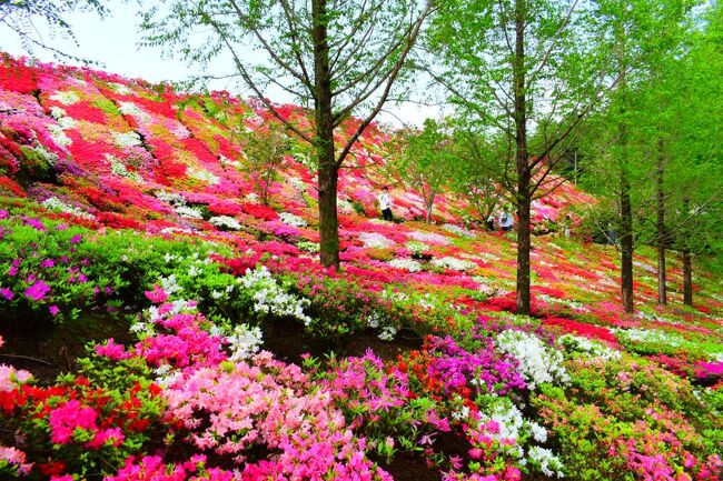 ４年ほど前に、芝桜の名所を探していて見つけたここ。<br />長崎県大村市の松本つつじ園。<br /><br />会社の休みと、天気と、花の見頃が合致する日を待っていたら、もう４年も経っていました（笑）<br /><br />旅行記の最後で、私が初めて体験したことにも触れました(￣ー￣)<br />