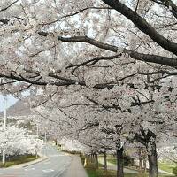 2023年4月3日から桜の名所たくさんの長野県で桜、桜、桜の旅(3,4日目)