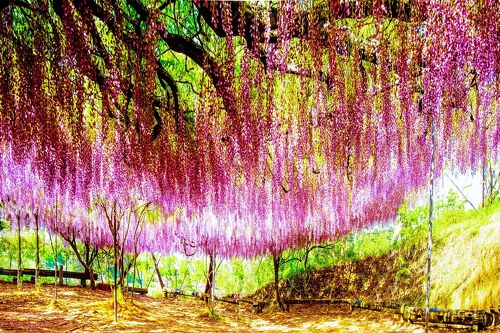 ☆佐藤大農園の嫁ページ②☆ 加温栽培 佐藤錦2Lサイズ 500g木箱詰: フルーツ(果物)・野菜