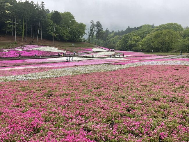 「羊山公園の芝桜」がどうしても見たくてバスツアーで行ってきました。<br />降水確率100%という天気予報通り、朝から雨のため、羊山公園はほとんど〇〇ツアー貸し切り状態でした。<br /><br />＊守谷サービスエリア上り<br />＊高坂サービスエリア下り<br />＊羊山公園(埼玉県秩父市)で『芝桜』見物<br />＊ふかや花園プレミアムアウトレット<br />＊小江戸川越散策<br />＊守谷サービスエリア下り<br />