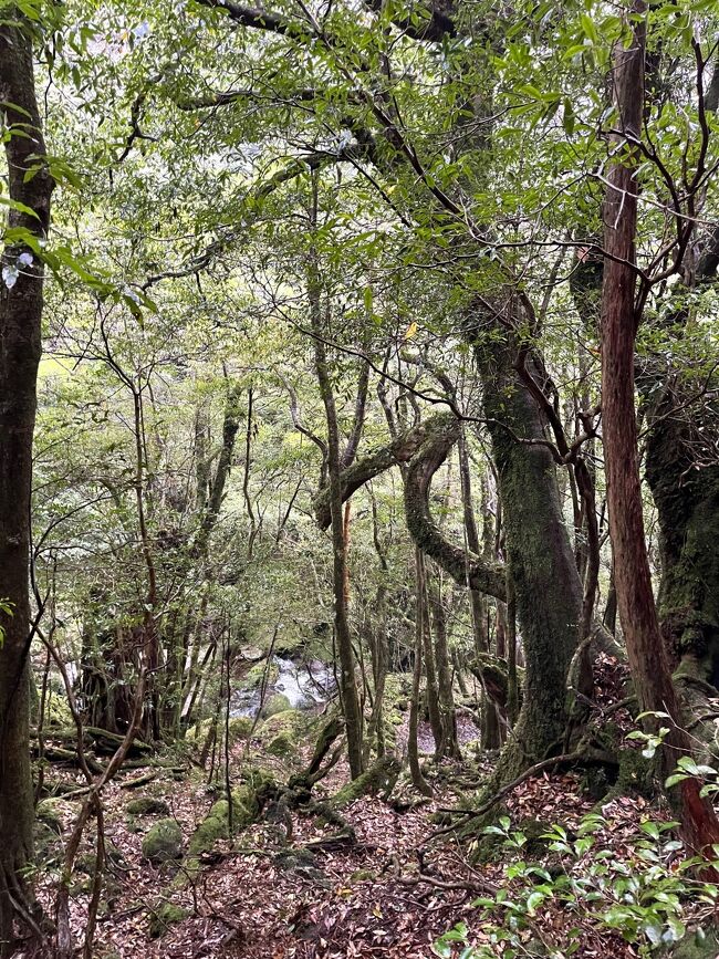 念願かなった屋久島の旅を満喫