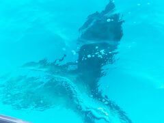 ☆　今日もザトウクジラを探しに・・・　親子に船の下潜られた