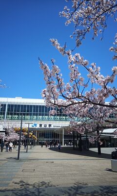 富山の桜(その１)