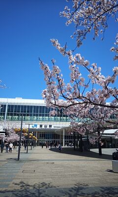 春の山と花々、競演の季節を迎えた富山県(その１・富山市)