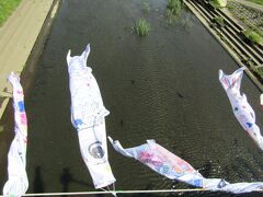 柏尾川に架かる桜橋の鯉のぼりと柏尾川を泳ぐ鯉