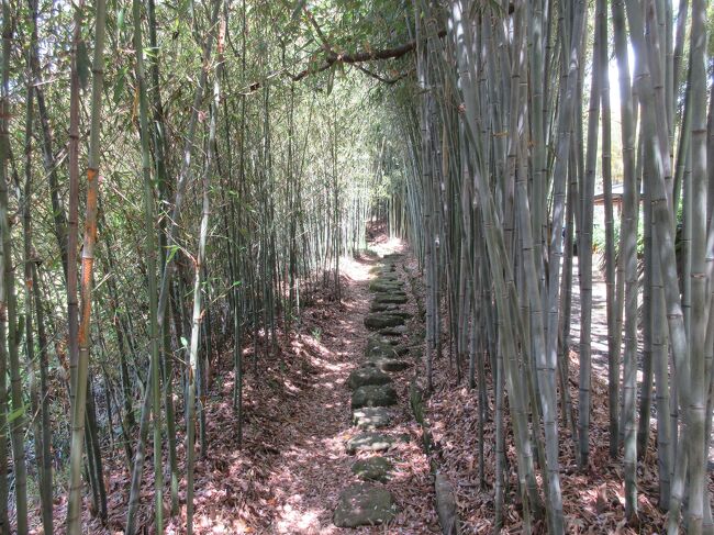 　今回は京都の西にある京都市洛西竹林公園を見学してきた。阪急電車の洛西西口で下車。そこから快晴の中徒歩で３～４０分、竹林（竹の径）に入ると多くの筍やかなり伸びている筍を見ながら散策。所々竹で作った色々な柵に名札が記されていた。また竹林公園には多種の竹が植林されておりいずれにも名札が下げられていた。ここ西山の山裾に広がる丘陵地は賛成の土壌で、深い粘土質が竹の生育に適していて竹の産地として広まっている。