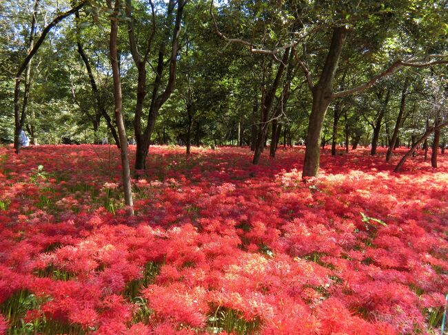 日高市にある巾着田に秋になると、一面真っ赤に染まる曼珠沙華の公園があります。<br />ブログで紹介され、行ってみたくなりました。<br />想像以上に曼珠沙華がすごく、別世界にいるようでした。<br /><br />曼珠沙華公園<br />OH!!!