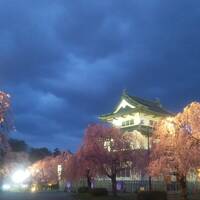 No.5(弘前城の昼桜）今年は最速の開花宣言！花追い旅の10日間（2023年4月15日～24日）