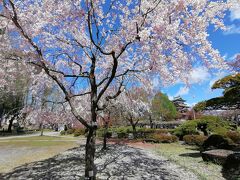 ’２３　長野花桃さんぽ７　上諏訪 しだれ桜の咲く諏訪高島城