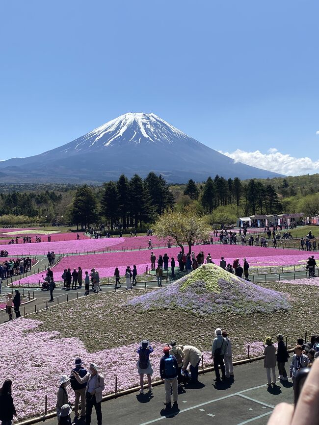 富士山に絶景と満開の芝桜を見に行きました。天気は快晴、素晴らしい富士山に出会えました。<br />前日テレビで紹介したので大混雑を予想して、早めの出発。9時半にチケット売場に到着。時代ですねえ、スマホで決済して多少並びましたがさっさと入場できました。帰りのチケット売場は長蛇の列でしたから、何事も早めに・・・<br />午後は富士浅間神社に参拝。杉や桧の木立の中で静かな時を過ごしました。<br />コロナがやっと鎮まり、やっと出かける気分になりました。<br />個人的には昨年末に母が亡くなり、4年余りの介護が終了。ちょっとだけ気持ちが外に向き、旅行記も書く気が。<br />簡単なものですが、一区切りとして出すことにしました。これをきっかけに以前のようにあちこち出かけて下手な旅行記を書いてみようと思います。どうぞよろしく！