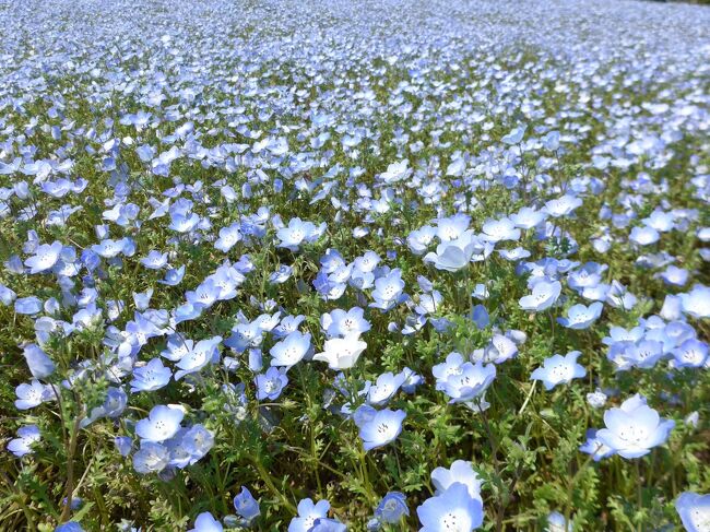 毎年恒例になったるるパークのネモフィラ・ブルー・フェスタに行って来ました。<br />開催期間は3/18～5/7<br />園内には70万本のブルーのネモフィラが満開でした。<br />ピークは過ぎてしまった様でしたが咲く場所によってはまだまだ引き続き綺麗に見えるので<br />ゴールデンウィークに訪れてもまだ大丈夫かと思います。
