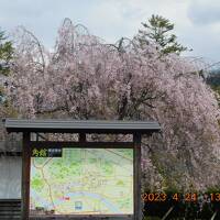 2023年　令和5年4月　春の東北、みちのく一人旅　第3弾・秋田県角館（かくのだて）で花見！？