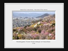 ◆春らんまん～福島の桃源郷・花見山&#127800;花の谷＆活け花の里編