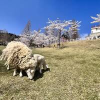 春の神戸、動物と自然に癒しを求めるたび