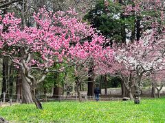 2023.04　梅・桜・モクレン・タンポポ、一気に花盛り札幌・桜巡り