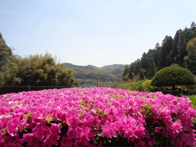 関門海峡の彼方、山口花屋敷を訪う