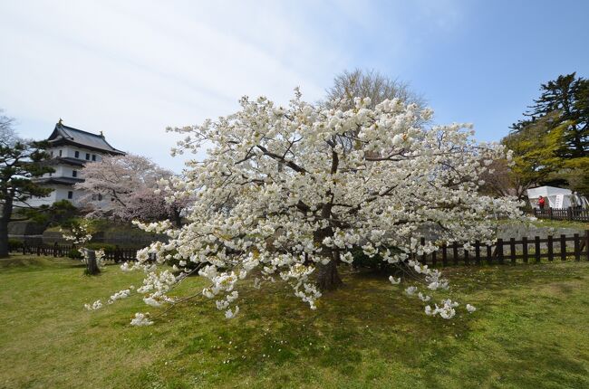 2023年の桜前線は異常でした。例年より2週間近くも早まり、いつも早まるといってもその間に寒さが戻ったりして例年並みになることが多いですが、今年は本当に早かった。旅の予定も桜祭りの予定も大変だったと思います。<br /><br />例年、弘前の満開の桜を見ているので今年は散り桜と花筏をメインにして、帰りに松前の桜を見学とプランを立てました。弘前はもう少し桜が残っているかなと淡い期待をして行きましたが、わずかに残っているだけ・・花筏は全滅でした。まあこんなこともありますねえと思いましたが、遠い海外からのゲストには弘前のあの絶景をぜひ見てほしかったと、たくさんの外国人を見て心底そう思いました。<br /><br />1泊2日の駆け足桜旅です。今回は食事に縁がない旅でした。