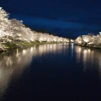 No.6(弘前城の夜桜）今年は最速の開花宣言！花追い旅の10日間（2023年4月15日～24日）