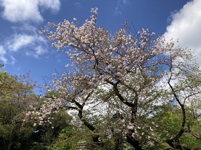 タイトル通りの弾丸東京。<br />大半はすっかり葉桜だった。