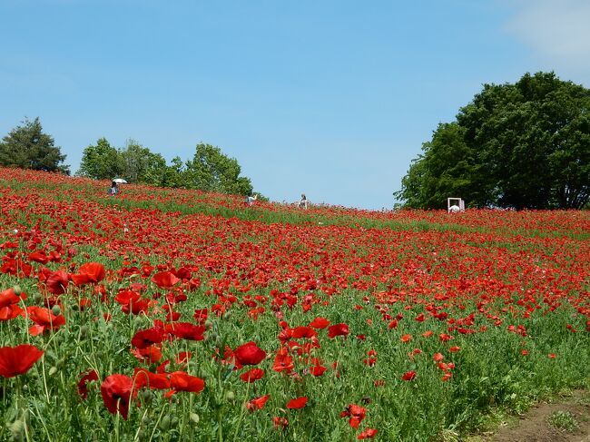 　国民の祝日「昭和の日」(4月29日）に「国営昭和記念公園」へお天気に誘われぶらりと　”花さんぽ”　に出かけてきました。<br />　　チューリップが終わり、ポピーが風に揺れていました。