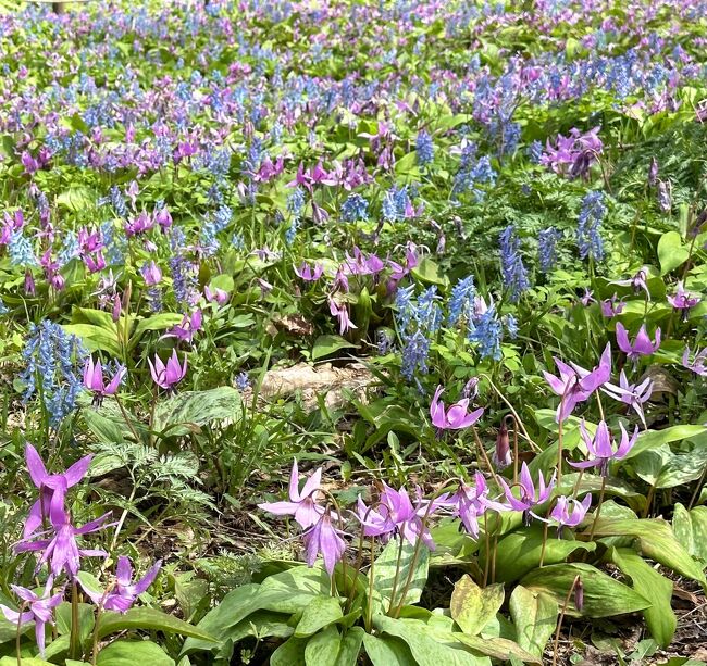 春が来たのに曇天が続き、自宅で悶々としていましたが、ようやく青空が現れ、豊平公園のカタクリが満開とネットに載っていましたので、早速見学に行ってきました。　　<br />豊平公園は1977年に開園された面積7.4 haの公園で、草花から樹木に至るまで、多くの植物が植えられており、4月下旬から9月下旬までは花々を、9月下旬から10月中旬までは紅葉を楽しむことができます。<br />本旅行記ではカタクリに加え、豊平公園で見られた様々な花をご報告します。<br />