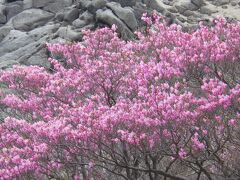 アカヤシオ咲く国見岳・御在所岳