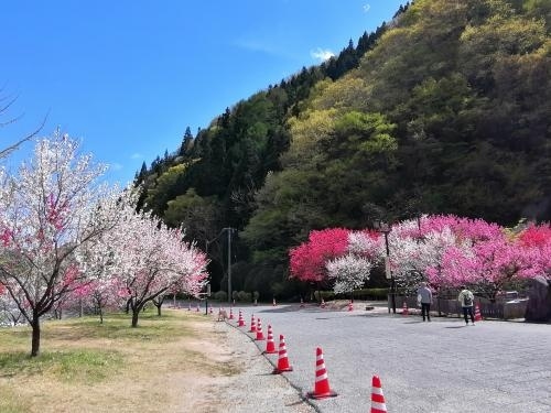 花桃の時期に行こうと思っていた昼神温泉に行ってきました。2023年は花の開花が早く4月20日ごろが見頃のようでしたが思い立って調べたのが出発の20日前くらいで既に花桃の見ごろの時期の宿は満室でした。4月14日のみ1か所空きがあったのですぐに予約を入れました。車があれば行きやすいですが公共機関だけしか手段がないと行きづらい感じでしたが、なんとか日帰りでも行く方法を見つけて２回行ってきました。<br /><br />★旅行記14のルート　<br />ACHI BASE→ACHI BASE周辺の花桃→サンリオキャラクターズ ×ACHI BASE　スペシャルコラボレーションカフェ<br /><br />----------------------------------------------------------------------<br />１日目　2023年4月14日（金）<br />１．特急あずさ乗車＆上諏訪 くらすわレストランのランチ<br />２．昼神温泉の花桃（昼神温泉中心地＆ACHI BASE周辺）<br />３．昼神温泉（昼神キヨスク～信州公共の宿 鶴巻荘宿泊～朝市）<br />----------------------------------------------------------------------<br />２日目　2023年4月15日（土）<br />４．雨の花桃の里散策（５分咲き）<br />５．昼神温泉（昼神キオスクのプリン～おやき工房えんまん）<br />６．上諏訪（片倉館の千人風呂＆上諏訪温泉 浜の湯宿泊）<br />----------------------------------------------------------------------<br />３日目　2023年4月16日（日）<br />７．上諏訪 しだれ桜の咲く諏訪高島城<br />８．上諏訪（くらすわBAKERY &amp; CAFE～タケヤ味噌会館～いずみ屋～丸安田中屋 ）<br />９．下諏訪（諏訪大社下社春宮～万治の石仏～慈雲寺のしだれ桜）<br />10．下諏訪（タロウ珈琲弐号店～諏訪大社下社秋宮）～飯田駅<br />----------------------------------------------------------------------<br />４日目　2023年4月17日（月）<br />11．飯田から路線バスで昼神温泉へ移動<br />12．見頃の花桃の里散策①<br />13．見頃の花桃の里散策②<br />14．昼神温泉散策①（ACHI BASE周辺＆サンリオコラボカフェ）←★今ここ<br />15．昼神温泉散策②（おやき工房えんまん～昼神キオスク）<br />16．飯田駅から電車で新宿駅へ移動