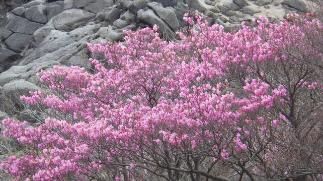 アカヤシオの時期となり、御在所岳に登ってきました。裏道登山道を歩き、藤内小屋から国見尾根に入り、急登の尾根を登ること１時間以上続きます。ちらほらとアカヤシオの花を見かけるようになると、急登はなくなりピンクの花が多くなり、国見岳山頂です。周りにアカヤシオが咲く登山道を歩き、国見峠から御在所岳に登ります。山上公園の富士見台に、この辺りもアカヤシオが多くあります。ここで大休止後、中道登山道を下山しました。