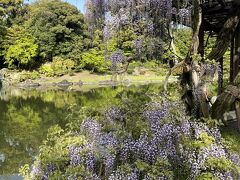 花盛りの仙洞御所