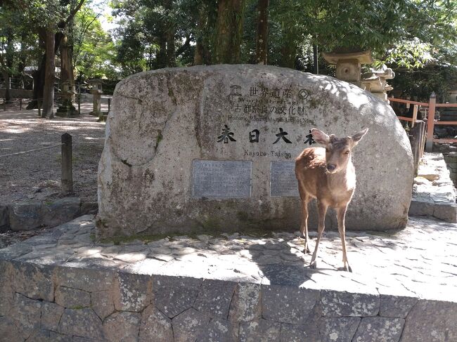 春日大社から植物園、興福寺に行った後、JWマリオットホテルへ。部屋に入ってから、昼食を食べるため徒歩で飛天散華へ行きました。美味しかったです。<br />その後はホテルでのんびりしました。ジムで汗をかき、ラウンジで夕食と朝食。翌日はバスで中谷堂へ行き、蓬餅をお土産に買いました。<br />お昼に校倉でお寿司を食べて帰りました。