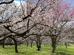 2023.04　北海道神宮梅園と平岡公園梅園、どっちがお好き？