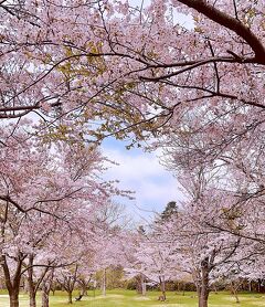 桜が見頃 馬はゴロゴロ 梅もそろそろ GW前半